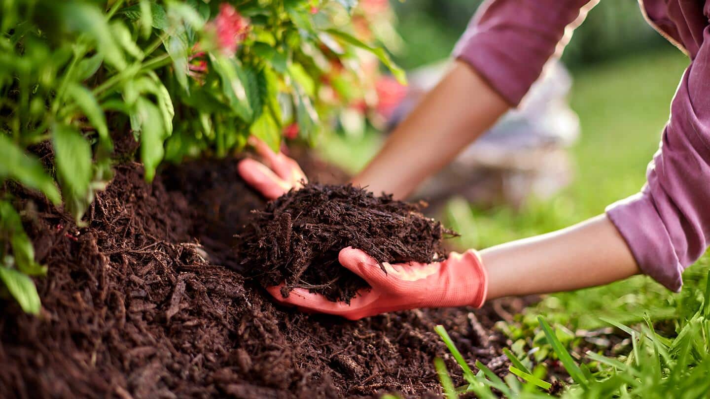 Best Mulches for South Florida - The Home Depot